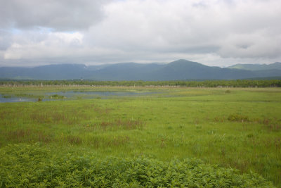 wetland area OZ9W0553