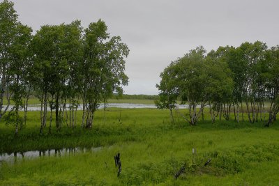 wetland area OZ9W0611