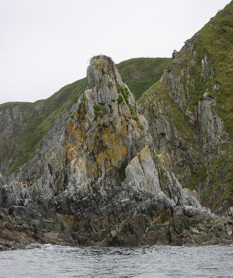 Steller's Sea Eagle nest Morschovaya Bay OZ9W0700