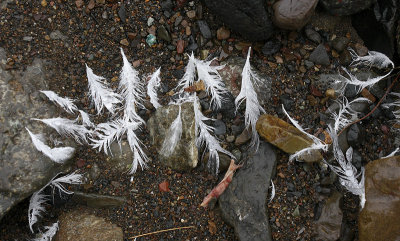 Kittiwake feathers OZ9W4088