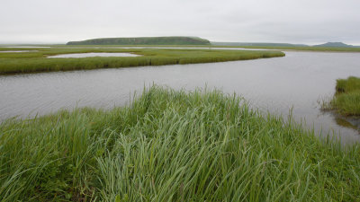 wetland near Nikolskoye settlement OZ9W2122