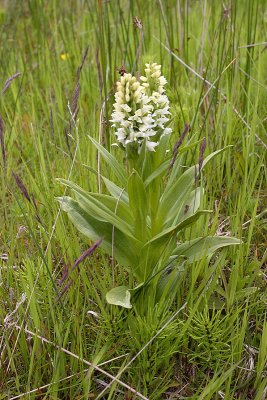 Orchid sp. near Nikolskoye settlement OZ9W2094