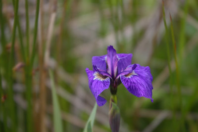 Iris sp. near Nikolskoye settlement OZ9W2109