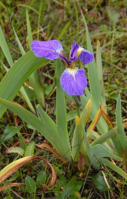 Iris sp. near Nikolskoye settlement OZ9W2111