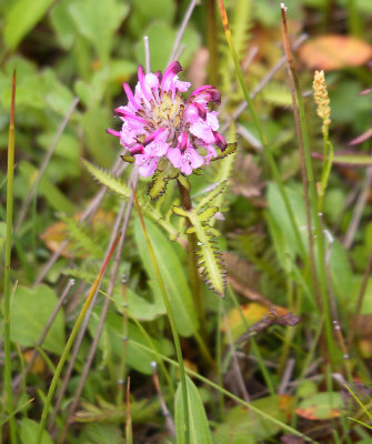 Lousewort sp. near Nikolskoye settlement OZ9W2113