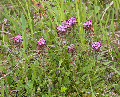 Lousewort sp. near Nikolskoye settlement OZ9W2120