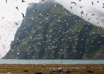 Red-legged Kittiwakes Peregrebnaya Bay OZ9W3485