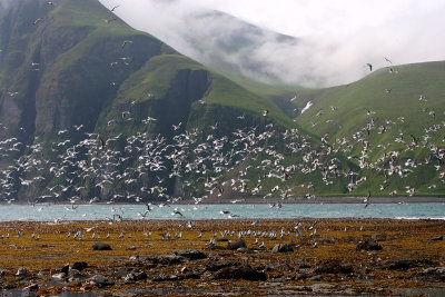 Red-legged Kittiwakes Peregrebnaya Bay OZ9W3487