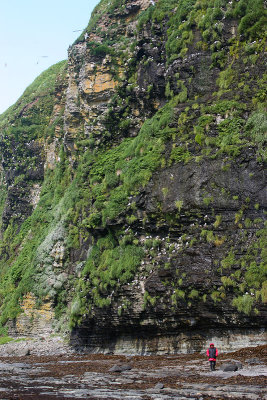 Red-legged Kittiwake colony cliff Peregrebnaya Bay OZ9W3490