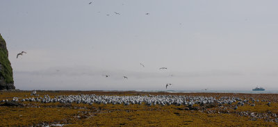 Red-legged Kittiwakes Peregrebnaya Bay OZ9W3698