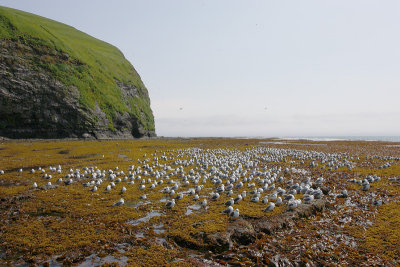 Red-legged Kittiwakes Peregrebnaya Bay OZ9W3747