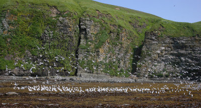 Red-legged Kittiwake colony cliff Peregrebnaya Bay OZ9W3825