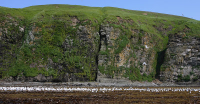 Red-legged Kittiwake colony cliff Peregrebnaya Bay OZ9W3832