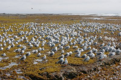 Red-legged Kittiwakes Peregrebnaya Bay OZ9W3745