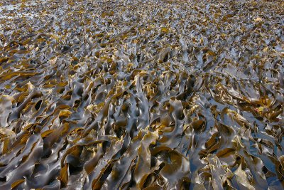 kelp Kittiwakes Peregrebnaya Bay OZ9W3820