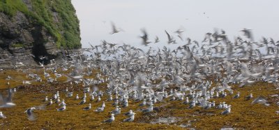 Red-legged Kittiwakes Peregrebnaya Bay OZ9W3843