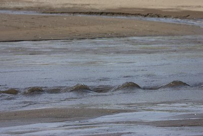 stream across beach Kittiwakes Peregrebnaya Bay OZ9W3858