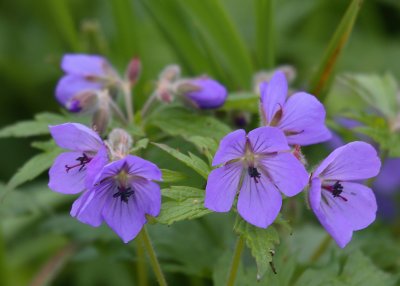 flowers sp. North Cape (M. Severo-Zapadnij) OZ9W2038