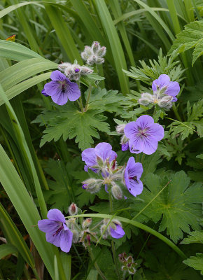 flower sp. North Cape (M. Severo-Zapadnij) OZ9W2042