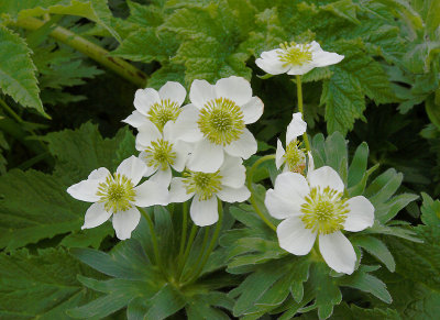 flowers sp. North Cape (M. Severo-Zapadnij) OZ9W2045