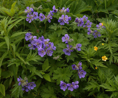 flowers sp. North Cape (M. Severo-Zapadnij) OZ9W2047