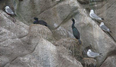 3 seabird species OZ9W1759