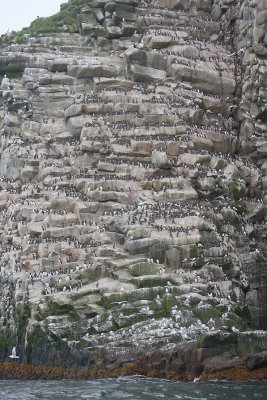 Ariy Kameny mostly Common Guillemots OZ9W1767