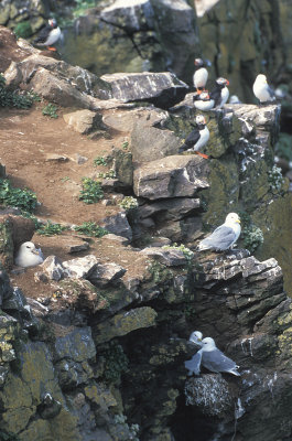 Seabird cliff Iceland