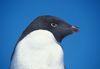 Adelie Penguin adult portrait 1
