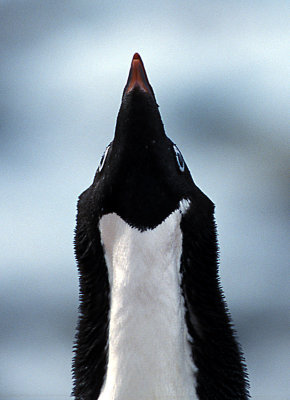 Adelie Penguin adult portrait 2