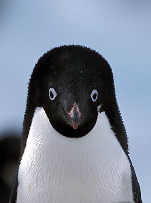 Adelie Penguin adult portrait 3