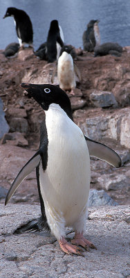 Adelie Penguin adult