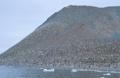 Adelie Penguin colony Paulet Island 3