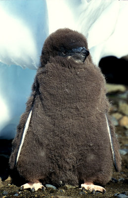 Adelie Penguin fat chick