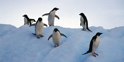 Adelie Penguins posing on ice