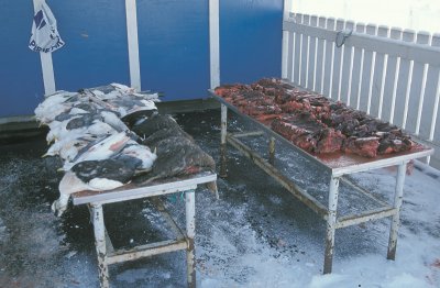 Greenland market with seabirds