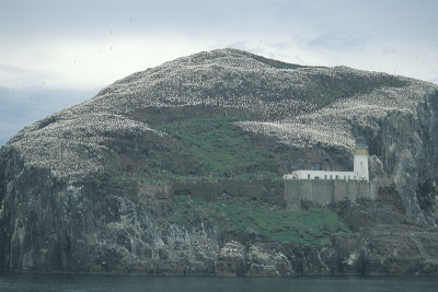 Gannet rookery Bass Rock