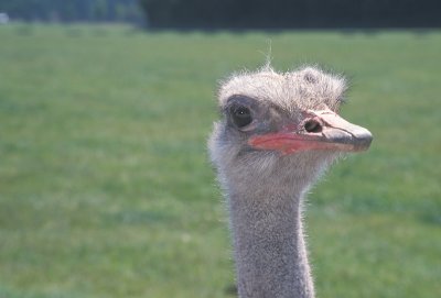 Ostrich male portrait 1