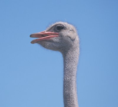 Ostrich male portrait 2