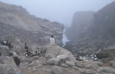 Rockhopper Penguin in colony