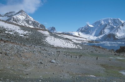 Hope Bay with Adelie Penguin colony