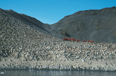 Paulet Island Adelie Penguin colony 2