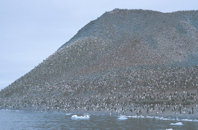 Paulet Island Adelie Penguin colony 3