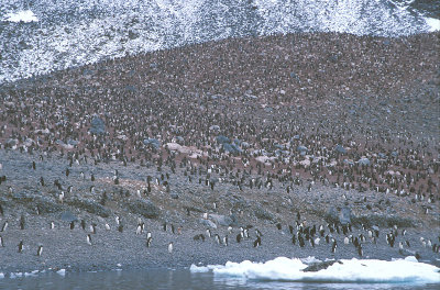 Paulet Island Adelie Penguin colony 4