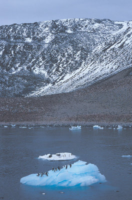 Paulet Island Adelie Penguin colony 5