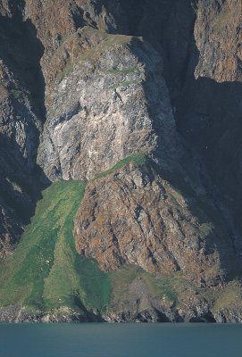 Svalbard Seabird cliff 2