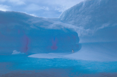 Blue ice with Adelie Penguin 1
