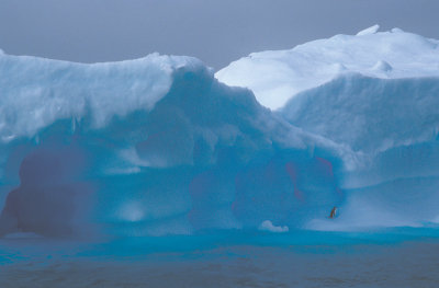 Blue ice with Adelie Penguin 3