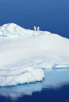Ice with Adelie Penguins