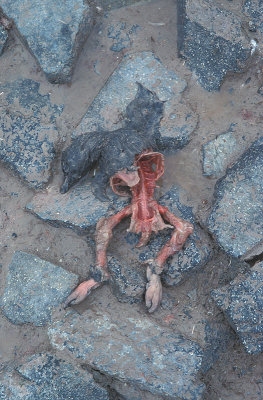 Adelie Penguin dead chick